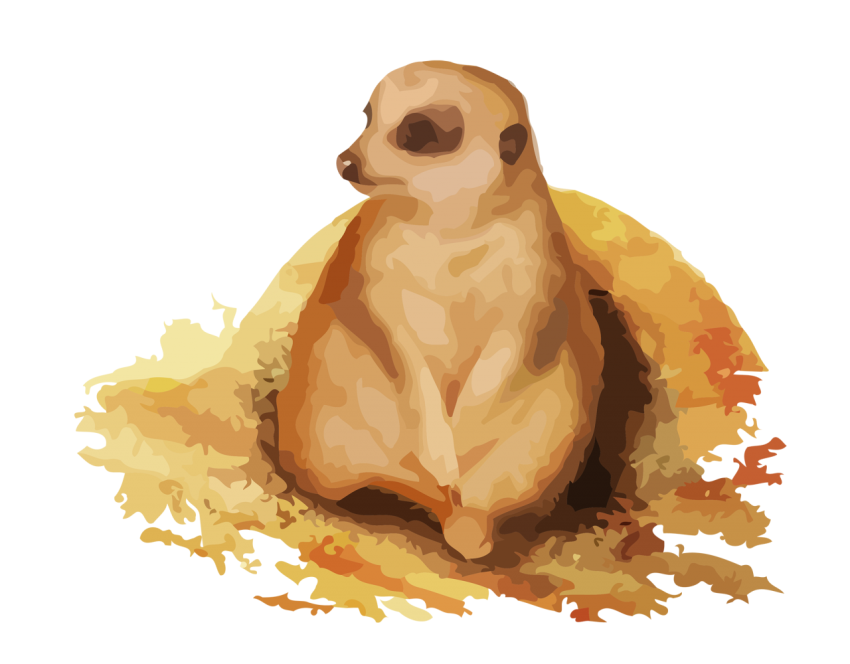 meerkat groundhog png