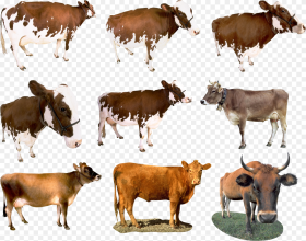 Cow Png Cattle Transparent Png