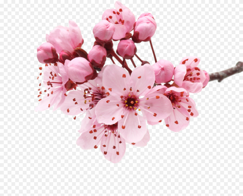 Flowers Png Images  Free  Sakura Flower