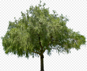 Peppercorn Tree Png Transparent Png Download