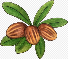 Shea Butter Tree Png Transparent Png