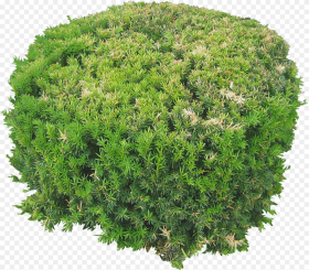 Plants Flowers Png Image Top View Png Trees