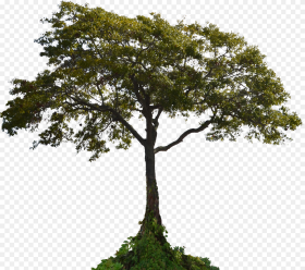 Transparent Landscaping Clipart Tree Tree With Root Png
