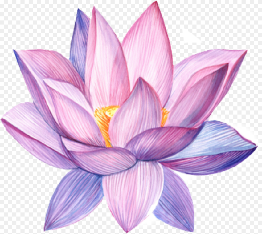 Lotus Flower Water Color Hd Png