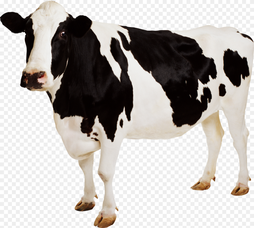 Cow Icon Png Cow Png Transparent Png