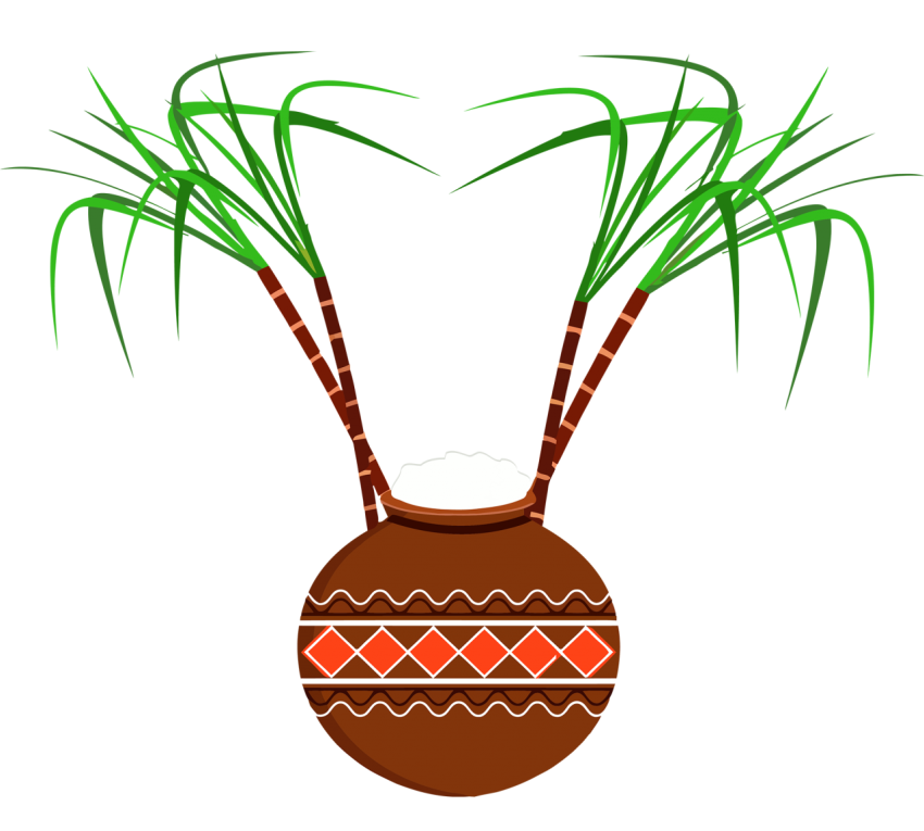 flowerpot carrot-plant for pongal png