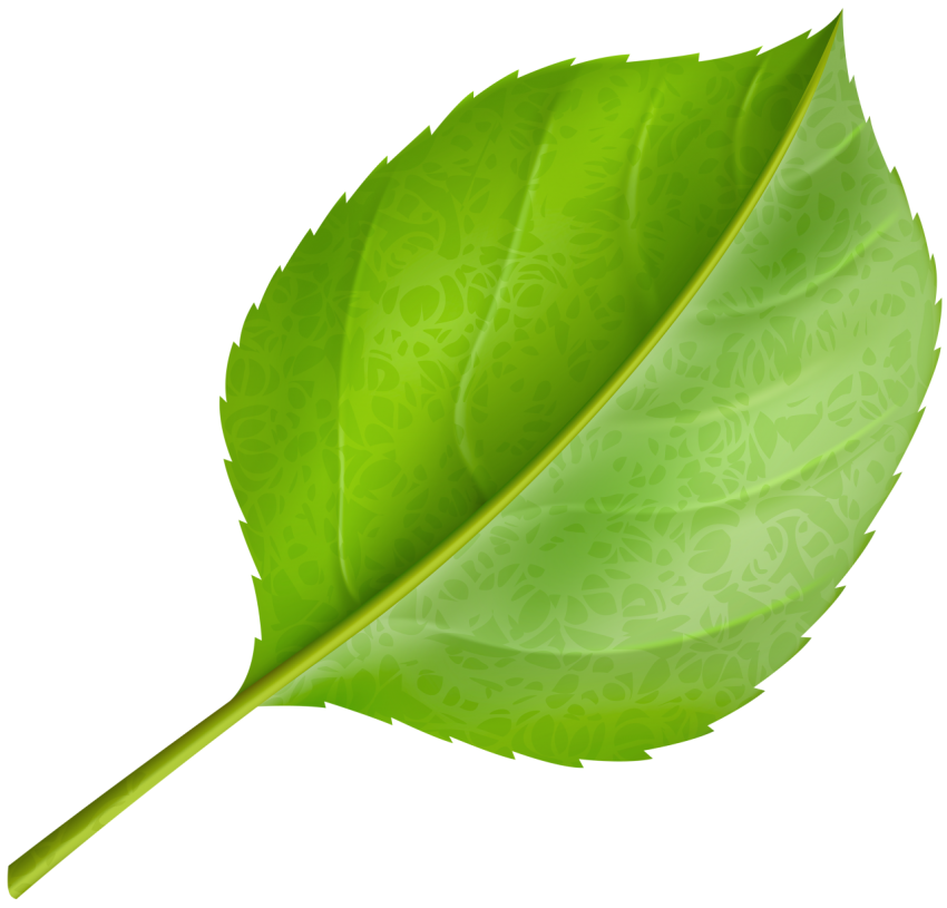 png green Leafs clipart