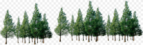 Trees Png Download Forest of Trees Png Transparent