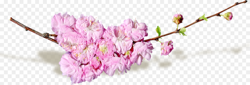 Cut Flowers Blog Transparent Spring Flower Png Png