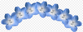 Nemophila Blue Flower Crown Blueeyes Hydrangea Png HD