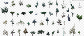 Sideview Small Trees Hd Png Download