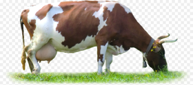 Cow Png Download Cow Images Hd Png