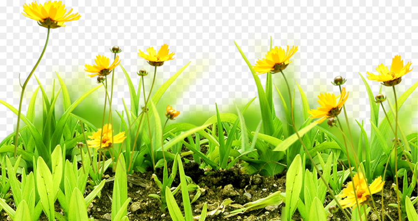 Meadow Flower Sky Grass Natural Flower Background Png