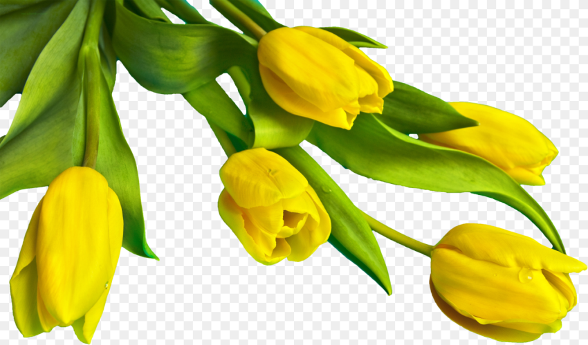 Free Yellow Easter Tulips Png Image Yellow Tulip