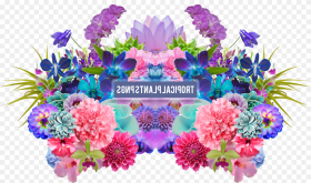Aesthetic Flower Png Tropical Flowers Png Pack