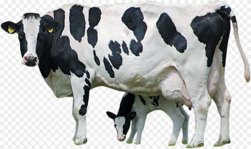 Holstein Cattle Calf Farm Livestock Dairy Transprent Cow