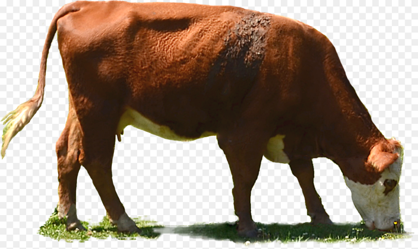 Cow Eating Grass Png Transparent Png