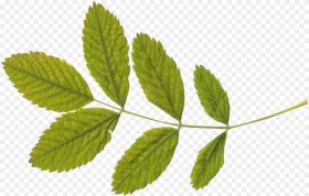 Green Twenty Two Isolated Leaves With Stem Png