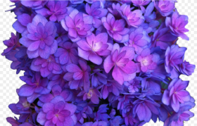 Flower Purple Png Multi  Hydrangea  Flowers