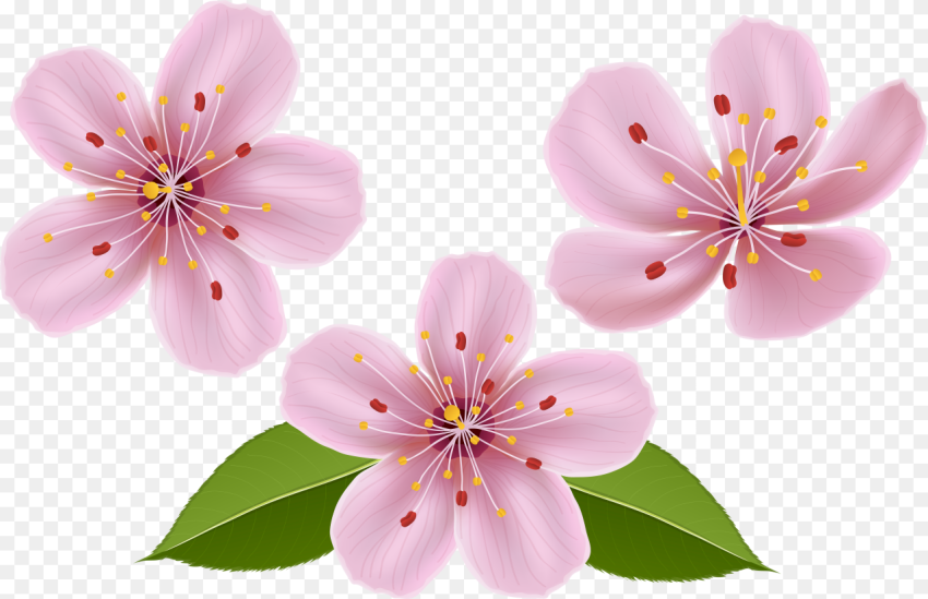 Spring Clip Art Image  Background Flowers Clip