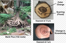 Images of Exposed Tree Root Ball and Tree