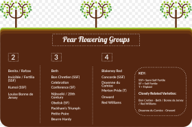 Pear Trees Pollination Group C Hd Png Download