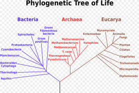 Transparent Tree of Life Vector Png Phylogenetic Tree