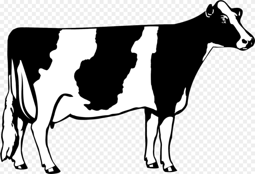 Cow Png Clipart Dairy Cow Clip Art Transparent
