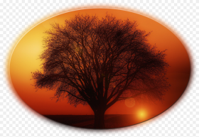 Tree Hd Png Download 