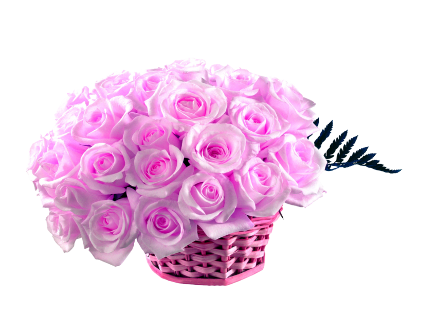 Pink Rose flower Rose Hd Wallpaper 50 Pink Roses png Basket - HubPNG