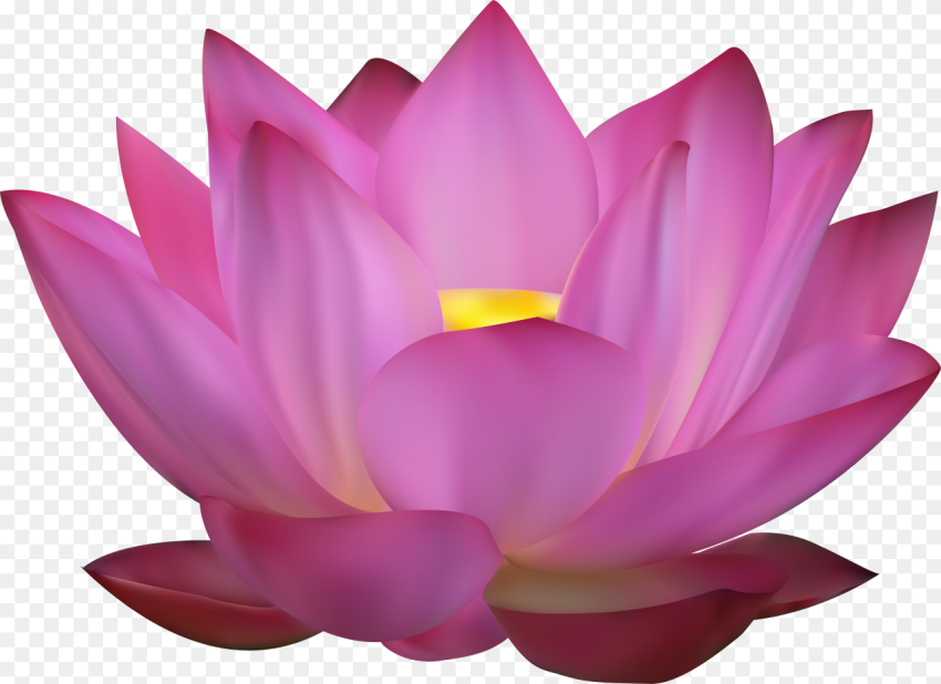 Lotus Vector Png Flower Pink Lotus Png