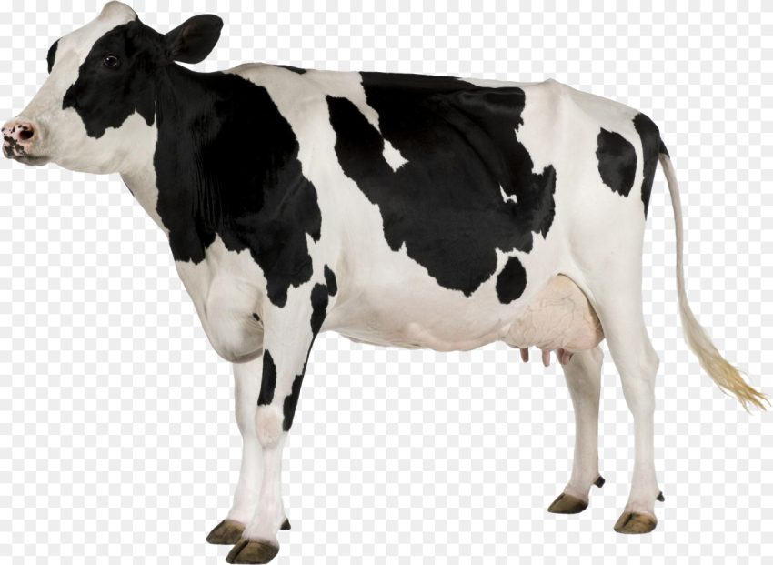 Transparent Dairy Cow Png Cow With White Background