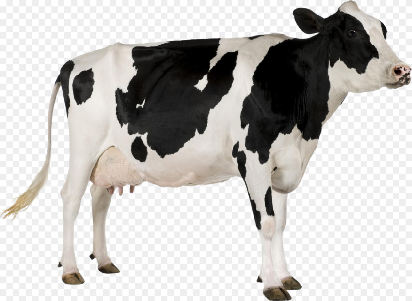 Black and White Cow Png Cow With White