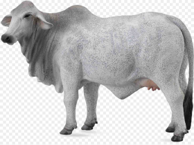 White Cow Png Image Background White Cow Transparent