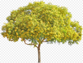 Yellow Flower Tree Png Download Palo Verde