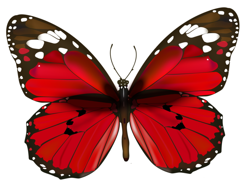 butterfly png red and black