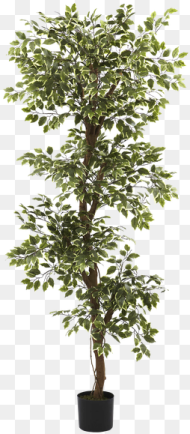 Multi Layer Ficus Tree Bush Hd Png Download