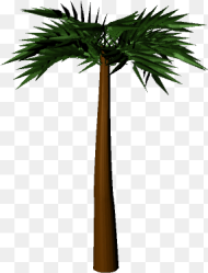 Palm Tree D Palm Tree Hd Png Download