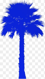 Free Palm Tree Png Washingtonia Palm Trees Png