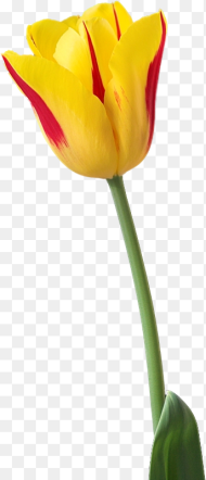 Tulip Flower Hd Png 