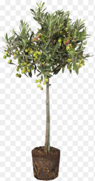 Olive Indoor Tree in Pot Hd Png Download