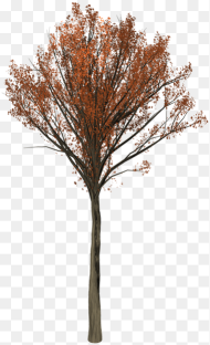 Oak Tree Png Transparent Png 