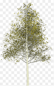 Silver Birch Tree Png Transparent Png