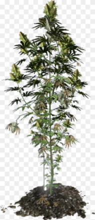 Cannabis Plant D Model Hd Png Download