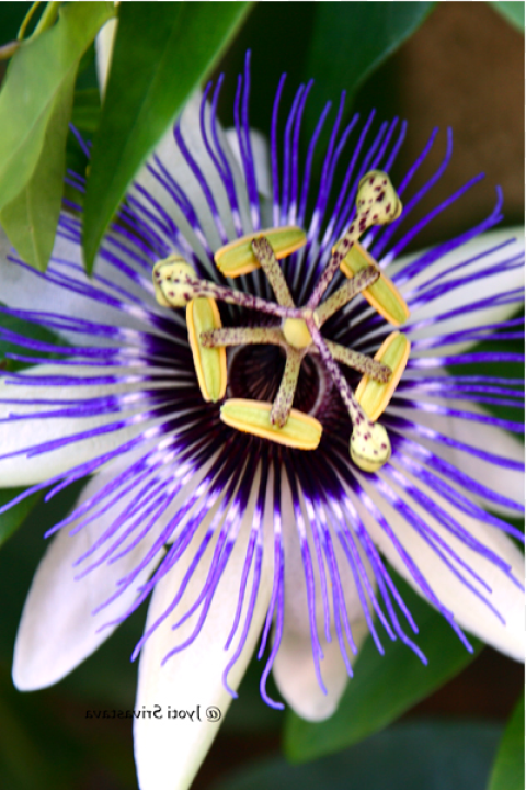 Passion Flower Cross Christ Hd Png