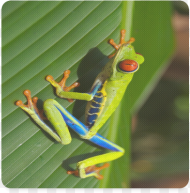 Tree Frog Climbing Leaf Square Coaster Red Eyed