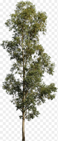 Transparent Evergreen Tree Png Eucalyptus Tree White Background