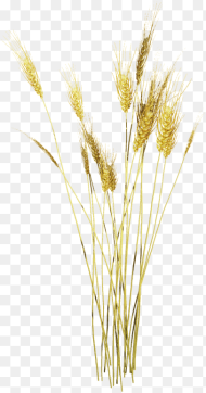 Wheat Texture Png Transparent Png