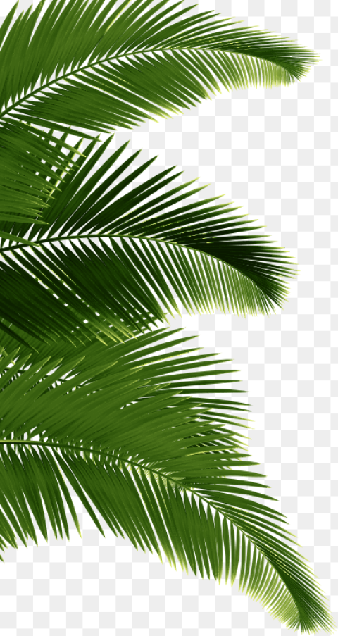 Palm Tree on the Left Sabal Minor Hd , Free Png Image- HubPNG