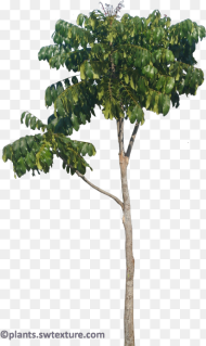 African Mahogany Tree Png Transparent Png